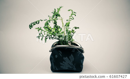 Green plant growing from purse, growing money 61607427