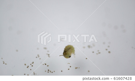 mosquitoes larvae in dirty water and young is born 61607428