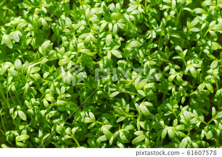 Garden cress sprouts from above, growing in sunlight. Cress, also pepperwort or peppergrass. Lepidium sativum, a fast-growing edible herb. Green seedlings and healthy microgreen. Macro food photo. Garden cress sprouts from above, growing in sunlight. Cress, also pepperwort or peppergrass. Lepidium sativum, a fast-growing edible herb. Green seedlings and healthy microgreen. Macro food photo. 61607578