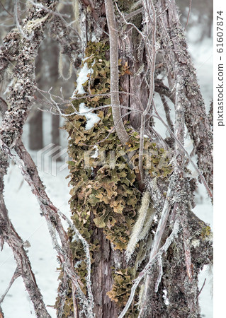 Lobaria pulmonary (lat. Lobaria pulmonaria). 61607874
