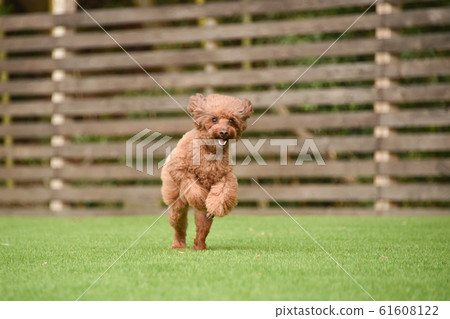 玩具貴賓犬 玩具貴賓犬 61608122