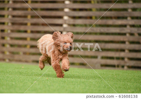 toy poodle  61608138
