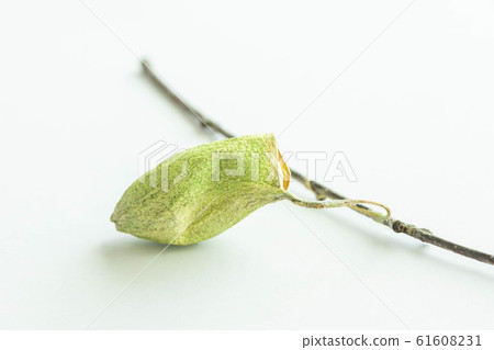 Pupa of saturniid Pupa of saturniid 61608231