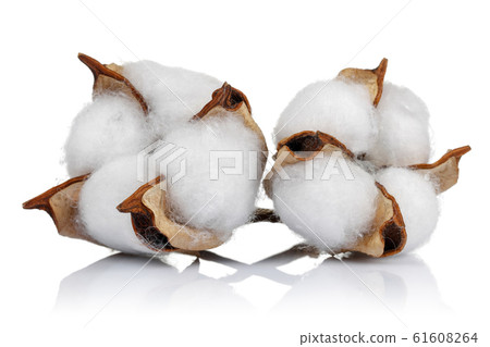 Cotton boll isolated on white background Cotton boll isolated on white background 61608264