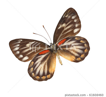 The red-spot Jezebel (Deliias descombesi) The red-spot Jezebel (Deliias descombesi) 61608460