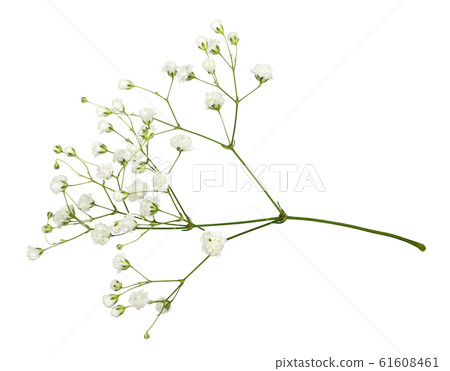Closeup of small white gypsophila flowers 61608461