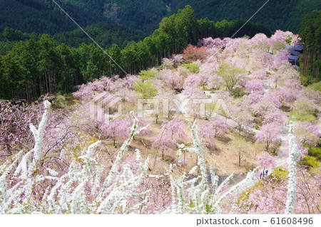 奈良縣空中花園的高見之櫻 奈良縣空中花園的高見之櫻 61608496