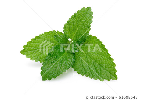 Bunch of lemon balm or melissa plant isolated Bunch of lemon balm or melissa plant isolated 61608545