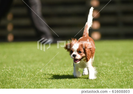 Cavalier Cavalier 61608803