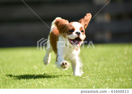 Cavalier 61608813
