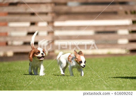Papillon Papillon 61609202