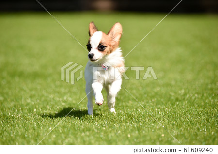 Papillon Papillon 61609240