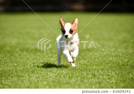 Papillon Papillon 61609241