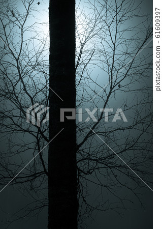 Tree branches at foggy night lit by streetlamp 61609397