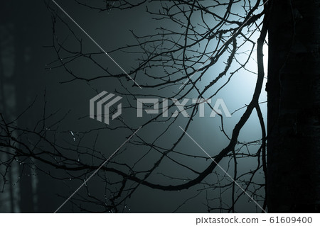 Tree branches at foggy night lit by streetlamp 61609400