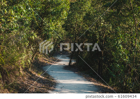hiking path in forest, walkway through trees - hiking path in forest, walkway through trees - 61609434