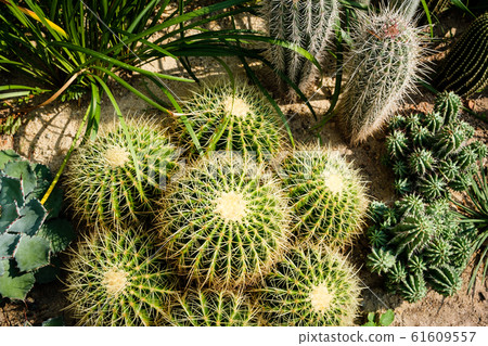 Cactus garden, mixed little cacti outdoor - 61609557