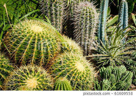 Cactus plant closeup in cacti garden - 61609558