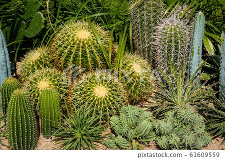 Cactus plant closeup in cacti garden - 61609559