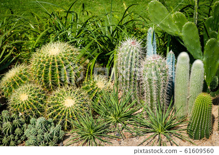 Cactus garden, mixed little cacti outdoor - 61609560