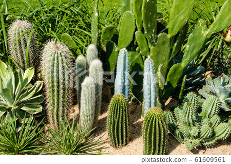 Cactus garden, variety of mini cacti - 61609561