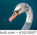 white swan portrait in the high seas 61610007