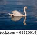 white swan portrait in the high seas 61610014