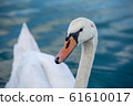white swan portrait in the high seas 61610017