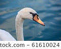 white swan portrait in the high seas 61610024