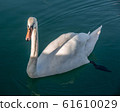 white swan portrait in the high seas 61610029