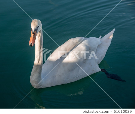 white swan portrait in the high seas 61610029