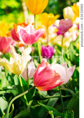 Tulips and bluebell flowerbed 61610060