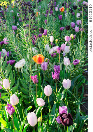 fresh lawn with flowers 61610110