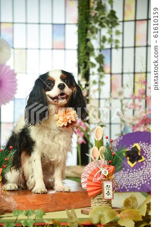 Cavalier Cavalier 61610159