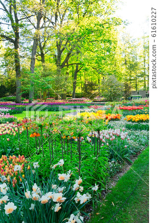 fresh lawn with flowers fresh lawn with flowers 61610227