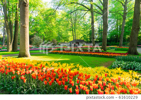 fresh lawn with flowers fresh lawn with flowers 61610229