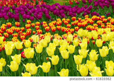 daffodils in spring garden daffodils in spring garden 61610362