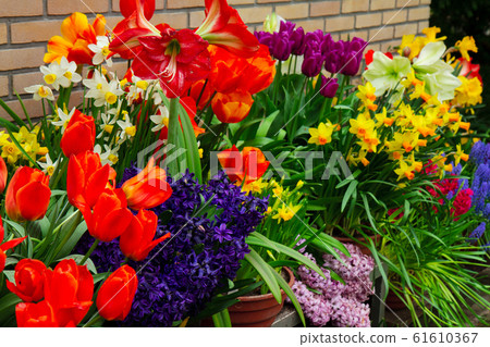 colorful flower shop colorful flower shop 61610367