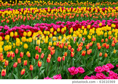 daffodils in spring garden daffodils in spring garden 61610369