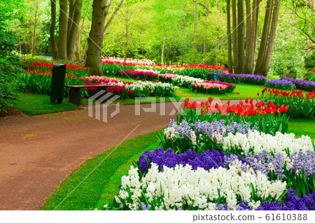 hyacinth flowerbeds hyacinth flowerbeds 61610388