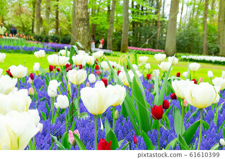 Tulips and bluebells 61610399