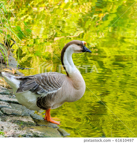 Amazing picture Geese on the side of a lake . Amazing picture Geese on the side of a lake . 61610497