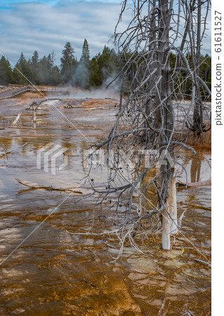 Yellowstone National Park in Wyoming 61611527