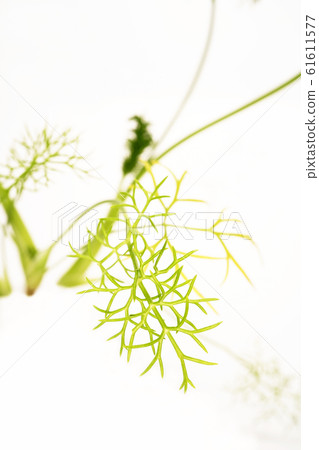 Fennel Fennel 61611577