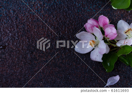 Spring tree apple flowers 61611693