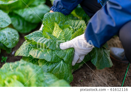 收穫大白菜<2020年1月千葉/家庭花園> 收穫大白菜<2020年1月千葉/家庭花園> 61612116