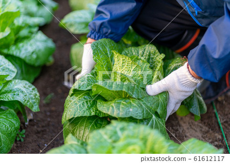 收穫大白菜<2020年1月千葉/家庭花園> 收穫大白菜<2020年1月千葉/家庭花園> 61612117