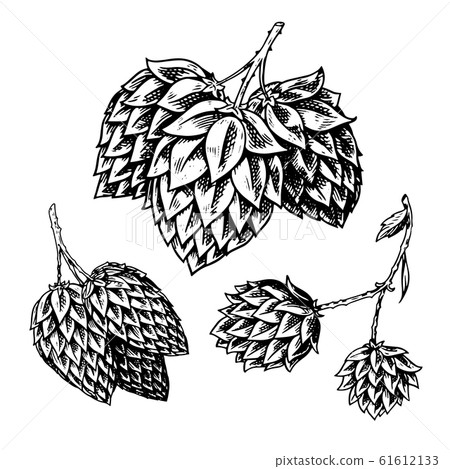 Hop plant with leaves in vintage style. Engraved monochrome sketch for banner or logo, beer or book Hop plant with leaves in vintage style. Engraved monochrome sketch for banner or logo, beer or book 61612133