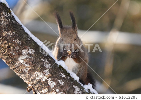 Ezorisu 61612295