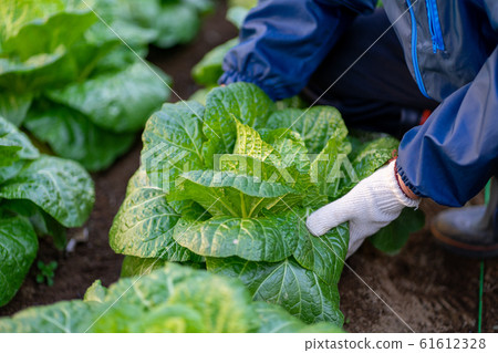 收穫大白菜<2020年1月千葉/家庭花園> 收穫大白菜<2020年1月千葉/家庭花園> 61612328